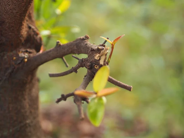 Estar Brote Sacar Hojas Frescas Brotar Hojas Jóvenes Árbol Fondo —  Fotos de Stock