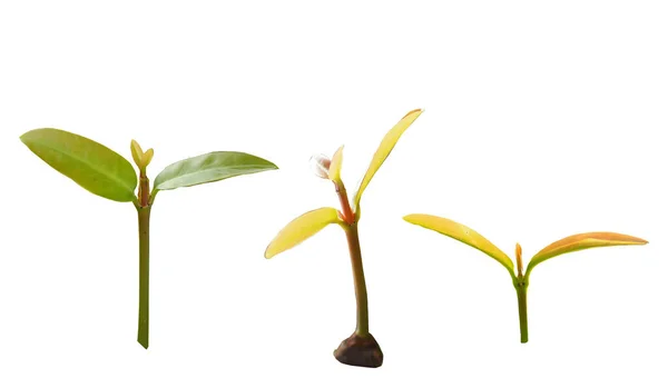 Być Pąku Wypuścić Świeże Liście Sprouting Młodych Liści Drzewie Zielona — Zdjęcie stockowe