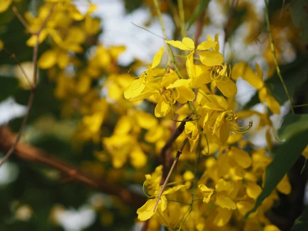 Cassia Fístula Golden Shower Tree Flor Amarela Florescendo Belo Buquê — Fotografia de Stock