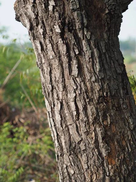Azadirachta Indica Siamese Neem Tree Nim Margosa Quinine Bark Trunk —  Fotos de Stock