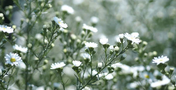 Kesici Aster Çiçeği Solidago Canadensis Asteraceae Biannials Beyaz Renk Çiçekleri — Stok fotoğraf