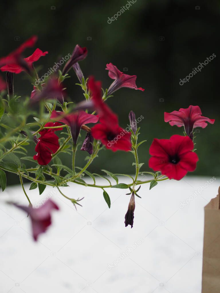 Wave dark pink Cascade color, Family name Solanaceae, Scientific name Petunia hybrid Vilm, Large petals single layer Grandiflora Singles flower in green plastic pot blooming in garden on blurred nature background