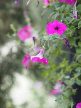 Dalganın pembe rengi Petunia Hybrida, Solanaceae, çiçek buketi ismi doğanın bulanık arka planında güzel.