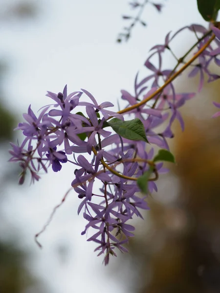 Sandpaper Vine Purple Wreath Bunga Bundar Buket Ungu Bunga Yang — Stok Foto
