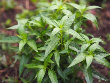 Acıların kralı, bilimsel adı Andrographis Paniculata Burm, Wall. Eski Nees, Fah Talai jhon, Tayland bitkileri boğaz ağrısını azaltır, ateşi düşürür, soğuk yeşil yaprakları ısıtır sebze doğası koronavirüsü korur, covid-19