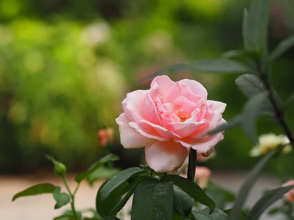 Bahçede Çiçek Açan Pembe Renk Arka Planda Bulanık Yazı Yazmak — Stok fotoğraf