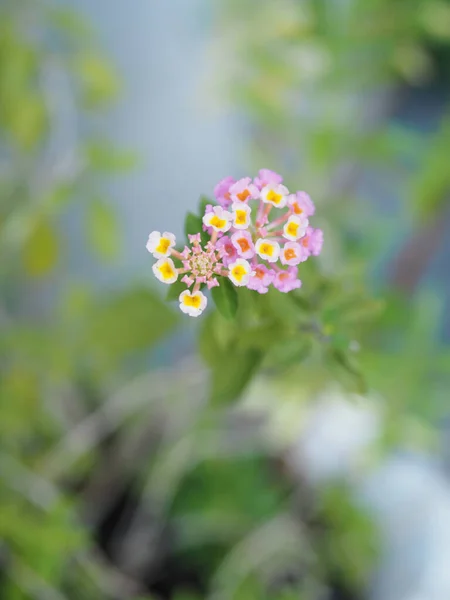 Rosa Weiße Farbe Blume Lantana Camara Verbenaceae Halb Spitz Strauch — Stockfoto