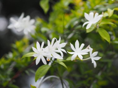 Wrightia Reliosa Benth, bahçede açan küçük beyaz çiçek, Plantae Apocynaceae