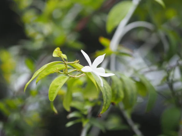 Wrightia Religiosa Benth Mały Biały Kwiat Kwitnący Ogrodzie Plantae Apocynaceae — Zdjęcie stockowe