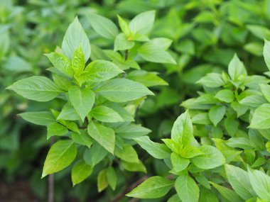 Tatlı fesleğen, açık yeşil ve geniş yapraklıdır. Tayland fesleğeninin mor sapları, çiçekleri ve mızrak benzeri yaprakları vardır.