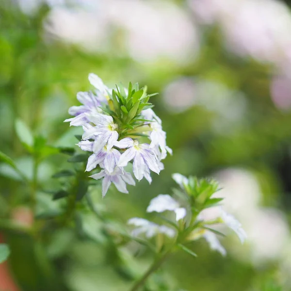 自然を背景に庭に咲く青い妖精の花 スカエバラエムラ科植物 — ストック写真