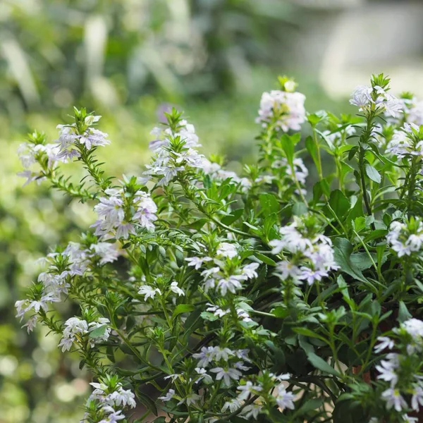 Scaevola Aemula Bahçede Açan Mavi Perili Hayran Çiçeği Arka Planda — Stok fotoğraf