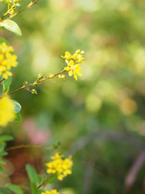 Paraguay Gümüş Trompet Ağacı, Gümüş Trompet Ağacı, Altın Ağaç, Tabebuia Argentea Britton, Bignoniaceae Sarı Çiçek Çiçeği