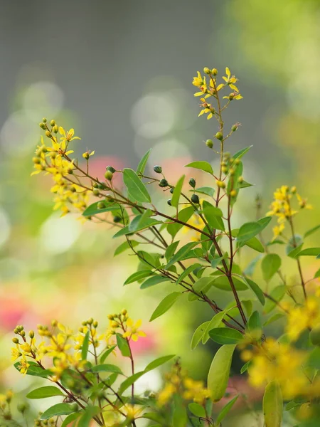 Árvore Trompete Prata Paraguaia Árvore Trompete Prata Árvore Ouro Tabebuia — Fotografia de Stock