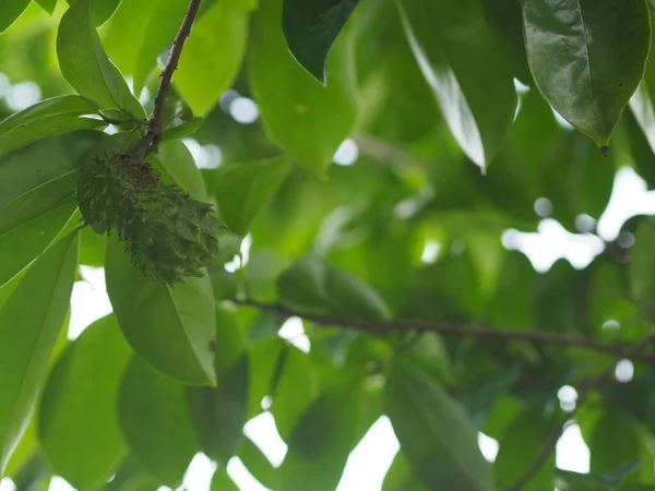 Soursop Annona Muricate Blüht Garten Auf Naturhintergrund Annonaceae — Stockfoto