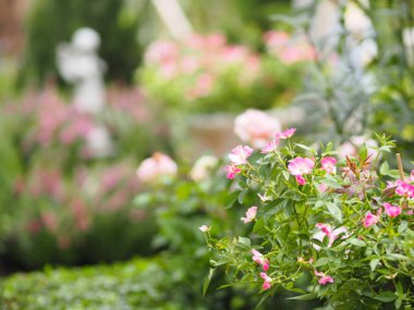 Bahçede açan pembe gül rengi arka planda bulanık.