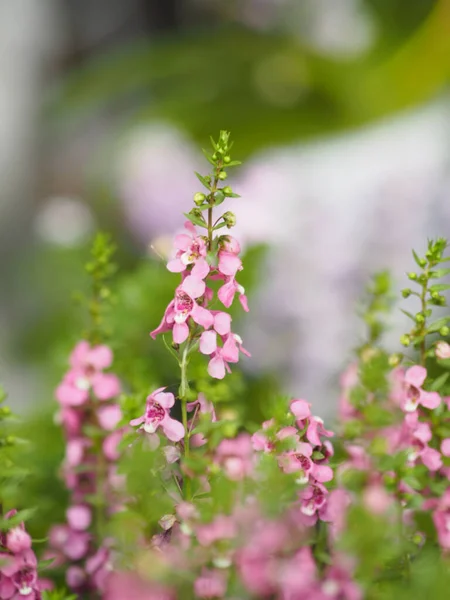 Forget Angelonia Goyazensis Benth Digitalis Solicariifolia Nom Fleur Violette Rose — Photo