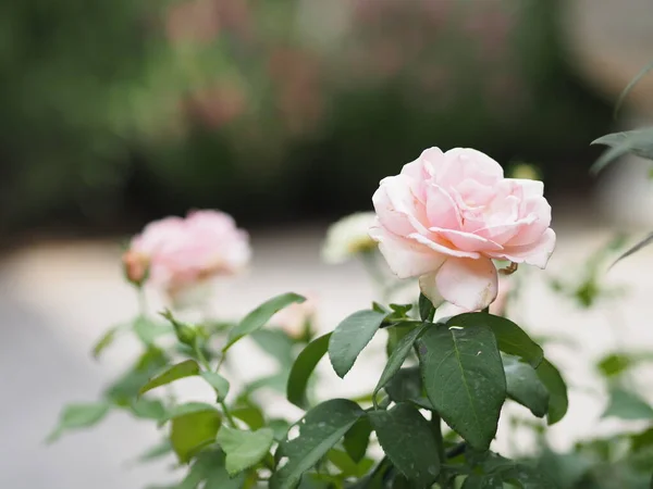 Розовый Цветок Розы Цветущий Саду Размытый Фоне Природы Копия Концепции — стоковое фото