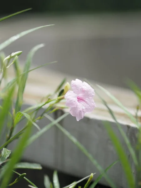 Waterkanon Watrakanu Minnieroot Eisenwurzel Mutterwurzel Popping Pod Cracker Plant Trai — Stockfoto