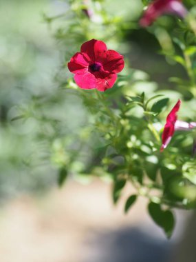 Dalgalar koyu pembe çağlayan renk, soyadı Solanaceae, bilimsel adı Petunia melez Vilm, büyük taç yaprakları tek katlı Grandiflora çiçekleri bahçede bulanık doğa arka planında çiçek açıyor.