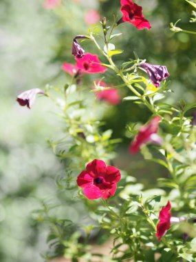 Dalgalar koyu pembe çağlayan renk, soyadı Solanaceae, bilimsel adı Petunia melez Vilm, büyük taç yaprakları tek katlı Grandiflora çiçekleri bahçede bulanık doğa arka planında çiçek açıyor.