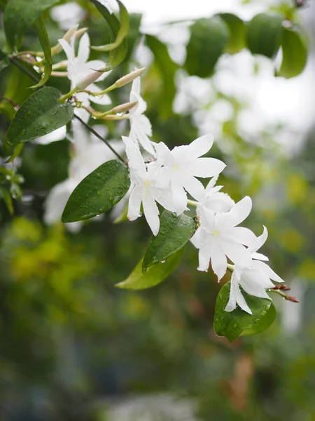 Turuncu Jessamin Murraya Panikliyor Bahçenin Arka Planında Açan Beyaz Çiçek — Stok fotoğraf