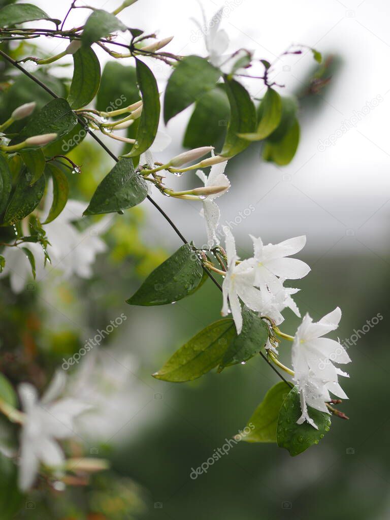 Orange jessamine, Murraya paniculate white flower blooming in garden nature background