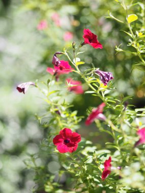 Dalgalar koyu pembe çağlayan renk, soyadı Solanaceae, bilimsel adı Petunia melez Vilm, büyük taç yaprakları tek katlı Grandiflora çiçekleri bahçede bulanık doğa arka planında çiçek açıyor.