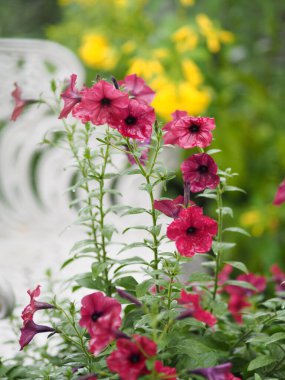 Dalgalar koyu pembe çağlayan renk, soyadı Solanaceae, bilimsel adı Petunia melez Vilm, büyük taç yaprakları tek katlı Grandiflora çiçekleri bahçede bulanık doğa arka planında çiçek açıyor.
