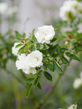 Bahçede çiçek açan beyaz gül arka planda bulanık, yazı yazmak için metin tasarımı konseptini ön planda afiş, kart, duvar kağıdı, web sayfası, tebrik kartı Sevgililer Günü için kopyala