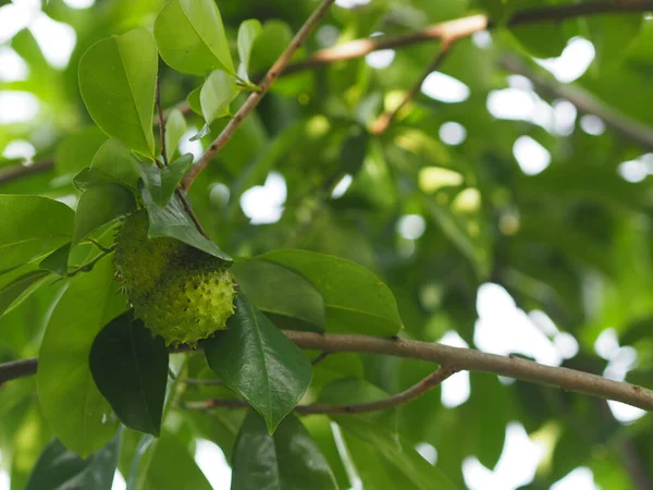 Soursop Durian Сладкие Фрукты Острым Корой Плоть Дерево Размытом Природном — стоковое фото