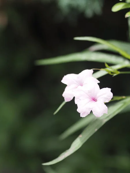 Waterkanon Watrakanu Minnieroot Eisenwurzel Mutterwurzel Popping Pod Cracker Plant Trai — Stockfoto