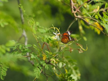 Kelebek eşek arısı budu ağacının yanında nektar içiyordu, böcek hayvanı.