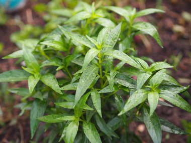 Acıların kralı, bilimsel adı Andrographis Paniculata Burm, Wall. Eski Nees, Fah Talai jhon, Tayland bitkileri boğaz ağrısını azaltır, ateşi düşürür, soğuk yeşil yaprakları ısıtır sebze doğası koronavirüsü korur, covid-19