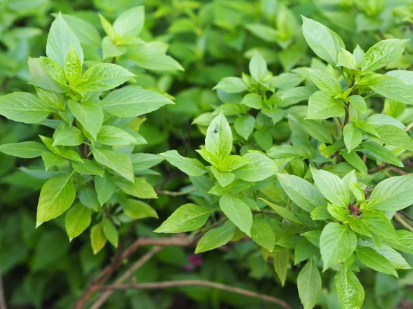 Sweet Basil Light Green Wide Leaves While Thai Basil Has — Stock Photo, Image