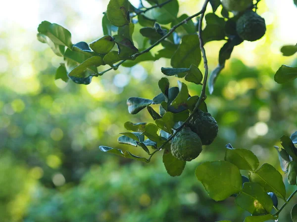 Листья Липа Кафира Лич Лайм Citrus Hystrix Научное Название Грубая — стоковое фото