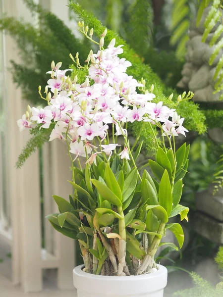 Ροζ Μωβ Ορχιδέες Dendrobium Lindley Orchidaceae Dendrobium Phalaenopsis Όμορφο Μπουκέτο — Φωτογραφία Αρχείου