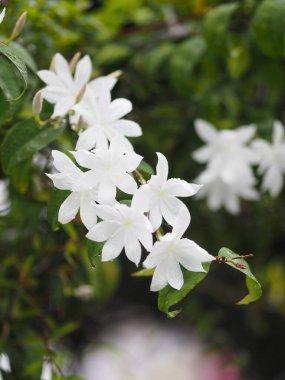Turuncu jessamin, Murraya panikliyor. Bahçenin arka planında açan beyaz çiçek.