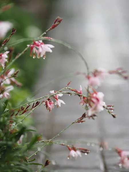 Tropfen Regen Auf Schönen Strauß Rosa Farbe Blume Blüht Garten — Stockfoto