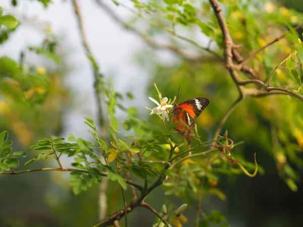 Borboleta Estava Bebendo Néctar Lado Árvore Vespa Flor Coxa Inseto — Fotografia de Stock