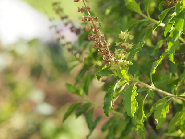 Thai Basilikum Ocimum Tenuiflorum Sanctum Oder Tulsi Kaphrao Heiliges Basilikum — Stockfoto