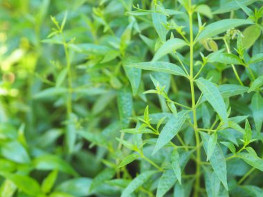Acıların kralı, bilimsel adı Andrographis Paniculata Burm, Wall. Eski Nees, Fah Talai jhon, Tayland otları boğaz ağrısını hafifletir, ateşi düşürür, bahçe sebzelerinde çiçek açan soğuk yeşil yaprakları ısıtır.