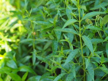 Acıların kralı, bilimsel adı Andrographis Paniculata Burm, Wall. Eski Nees, Fah Talai jhon, Tayland otları boğaz ağrısını hafifletir, ateşi düşürür, bahçe sebzelerinde çiçek açan soğuk yeşil yaprakları ısıtır.