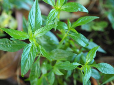 Acıların kralı, bilimsel adı Andrographis Paniculata Burm, Wall. Eski Nees, Fah Talai jhon, Tayland otları boğaz ağrısını hafifletir, ateşi düşürür, bahçe sebzelerinde çiçek açan soğuk yeşil yaprakları ısıtır.
