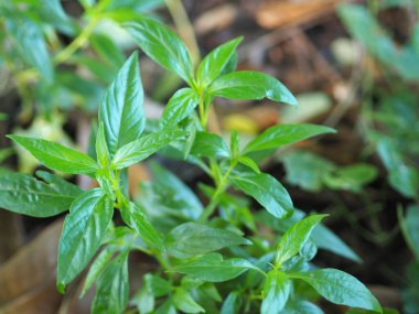 Acıların kralı, bilimsel adı Andrographis Paniculata Burm, Wall. Eski Nees, Fah Talai jhon, Tayland otları boğaz ağrısını hafifletir, ateşi düşürür, bahçe sebzelerinde çiçek açan soğuk yeşil yaprakları ısıtır.