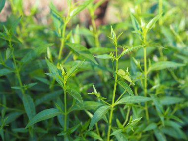 Acıların kralı, bilimsel adı Andrographis Paniculata Burm, Wall. Eski Nees, Fah Talai jhon, Tayland otları boğaz ağrısını hafifletir, ateşi düşürür, bahçe sebzelerinde çiçek açan soğuk yeşil yaprakları ısıtır.