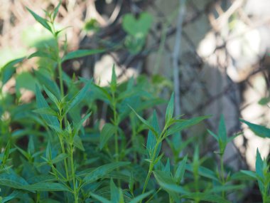 Acıların kralı, bilimsel adı Andrographis Paniculata Burm, Wall. Eski Nees, Fah Talai jhon, Tayland otları boğaz ağrısını hafifletir, ateşi düşürür, bahçe sebzelerinde çiçek açan soğuk yeşil yaprakları ısıtır.