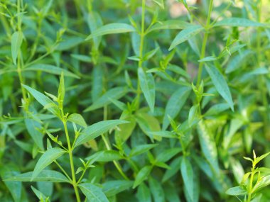 Acıların kralı, bilimsel adı Andrographis Paniculata Burm, Wall. Eski Nees, Fah Talai jhon, Tayland otları boğaz ağrısını hafifletir, ateşi düşürür, bahçe sebzelerinde çiçek açan soğuk yeşil yaprakları ısıtır.