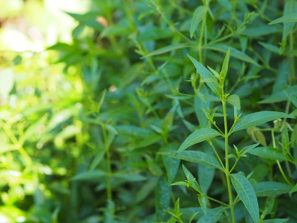 Acıların kralı, bilimsel adı Andrographis Paniculata Burm, Wall. Eski Nees, Fah Talai jhon, Tayland otları boğaz ağrısını hafifletir, ateşi düşürür, bahçe sebzelerinde çiçek açan soğuk yeşil yaprakları ısıtır.