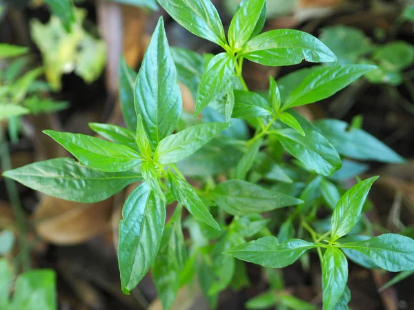 Rei Dos Amargos Nome Científico Andrographis Paniculata Burm Wall Nees — Fotografia de Stock